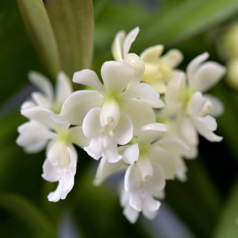 Epidendrum hugomedinae Hágsater & Dodson 2004
