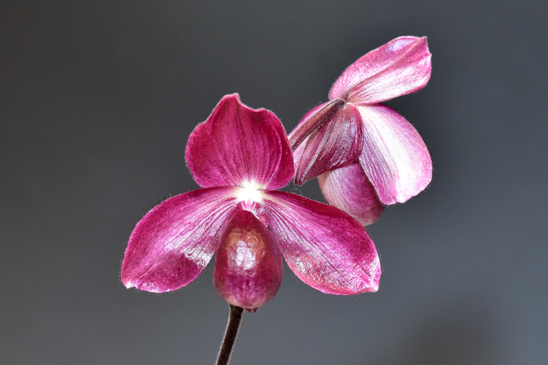 Paphiopedilum Madela ‘Mordor’