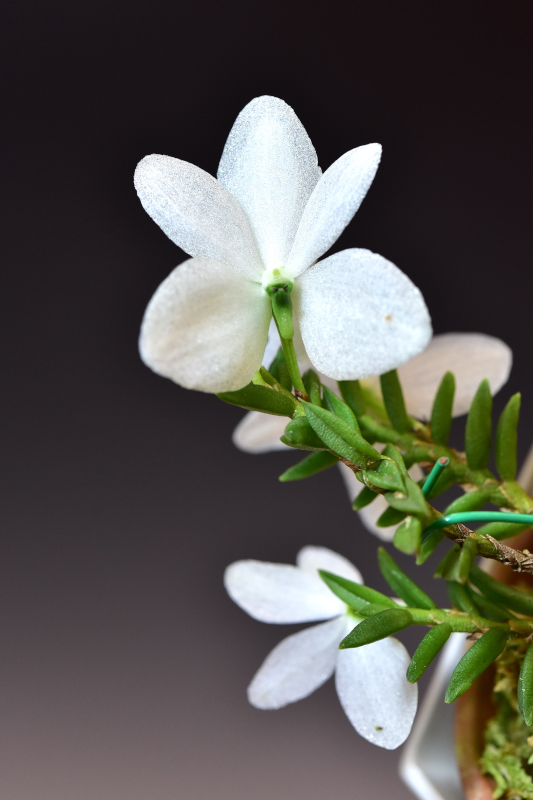 Trichoglottis biglandulosa [Ceratochilus biglandulosus]