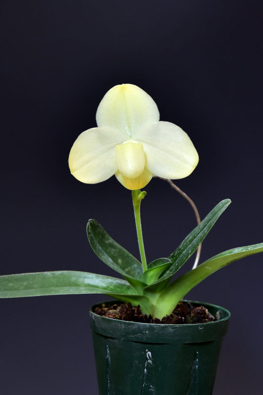 Paphiopedilum Iratsume