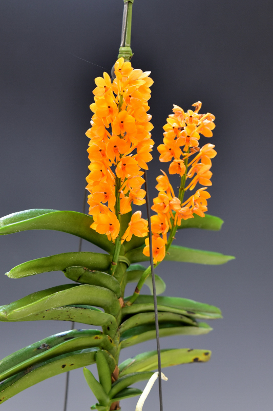 Vanda miniata [Ascocentrum miniatum]