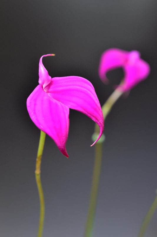 Masdevallia coccinea ‘Hillsview’