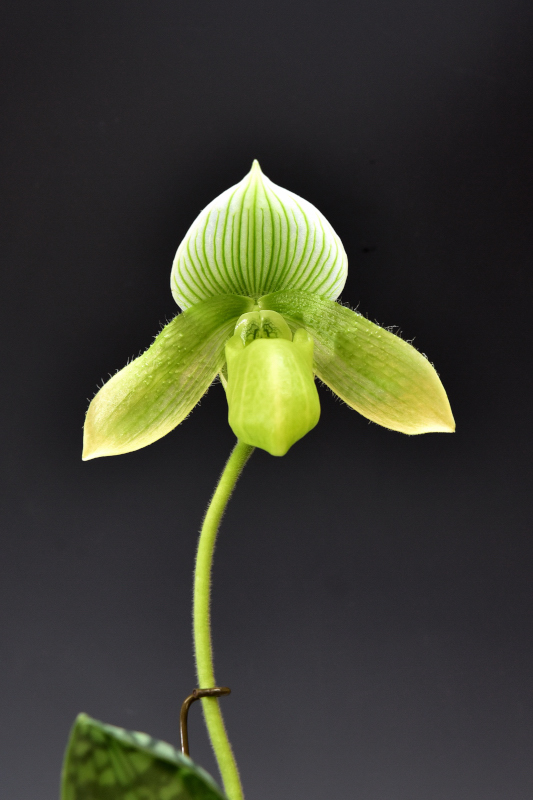 Paphiopedilum Hilo Super Green ‘Forest’ × Pat Rowland ‘Platinum Dragon’