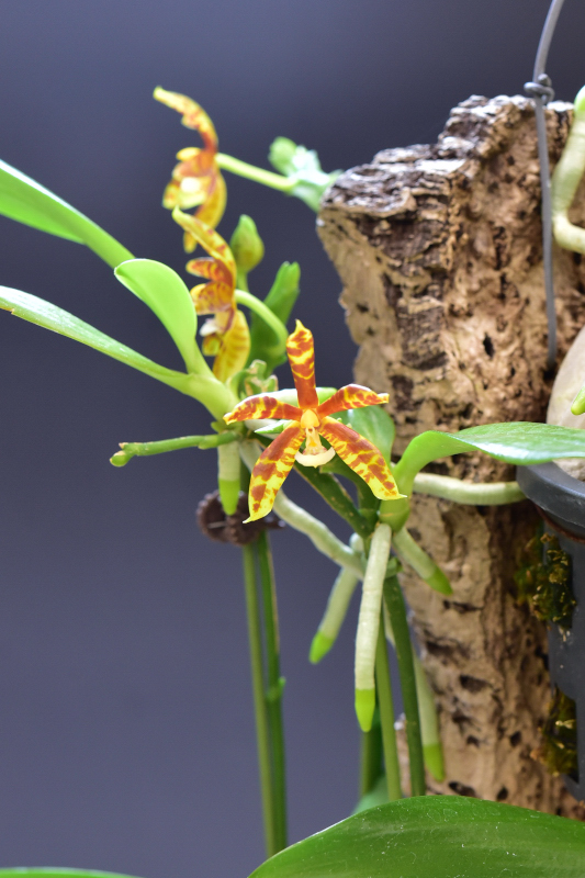 Phalaenopsis cornu-cervi [Phalaenopsis borneensis]