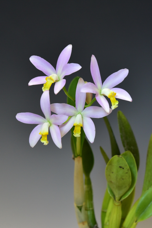 Cattleya longipes