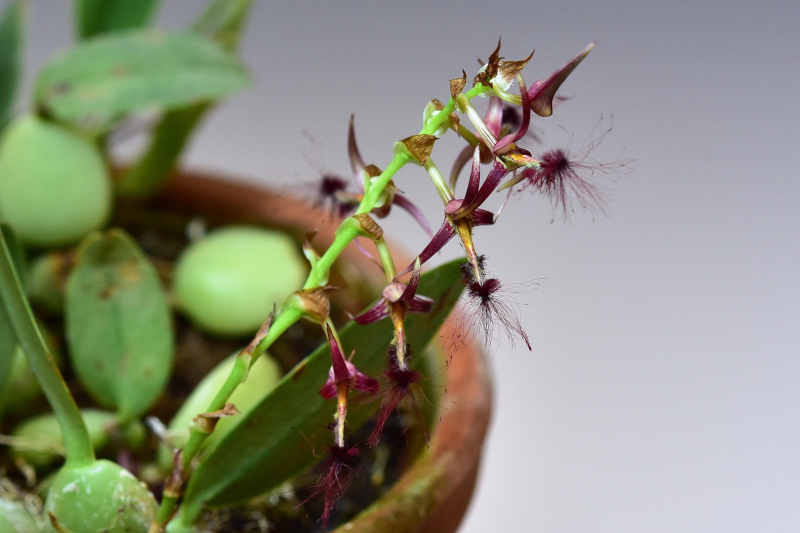 Bulbophyllum barbigerum