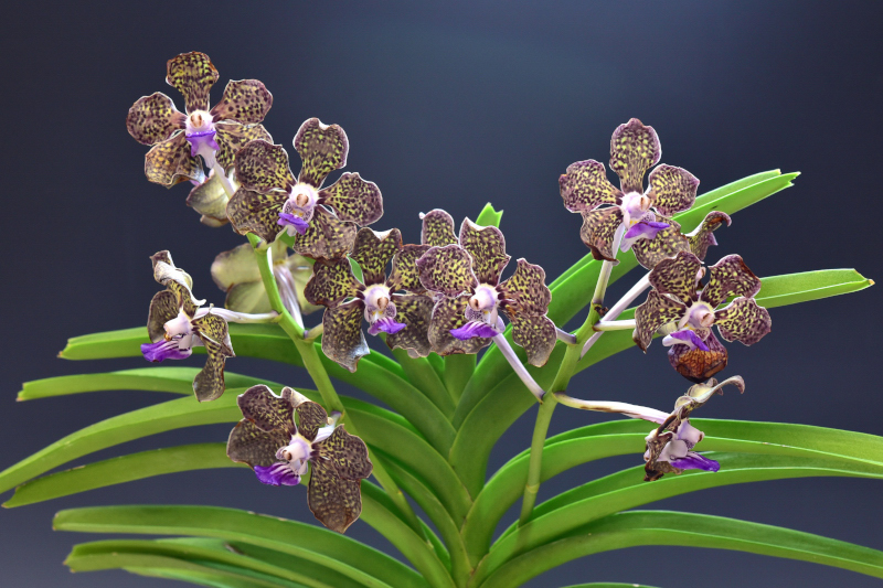 Vanda tessellata ‘Circle Angel’ SSM/JOGA