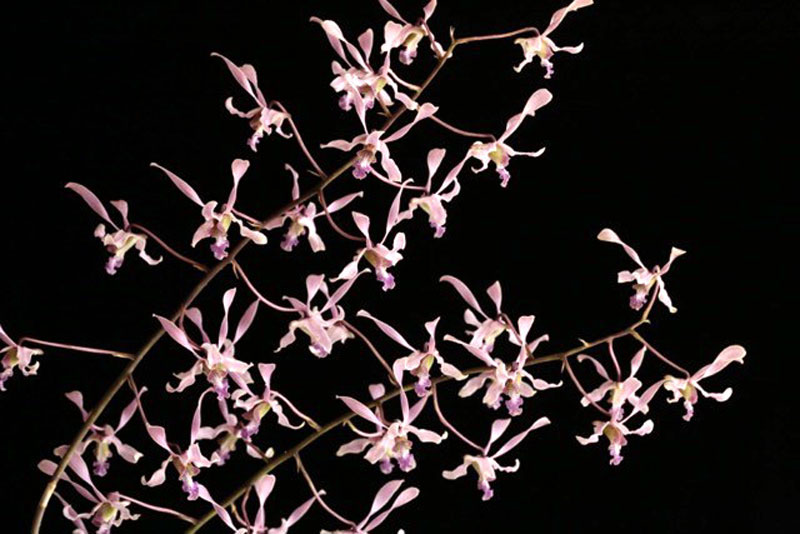 Dendrobium lineale