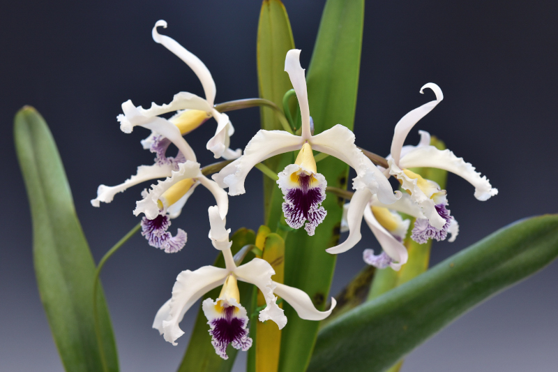 Cattleya crispa fma. semialba ‘Boissy’