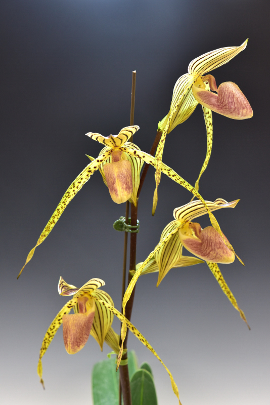 Paphiopedilum Taiwan (=Lady Isabel) ‘K & T’ HCC/AJOS