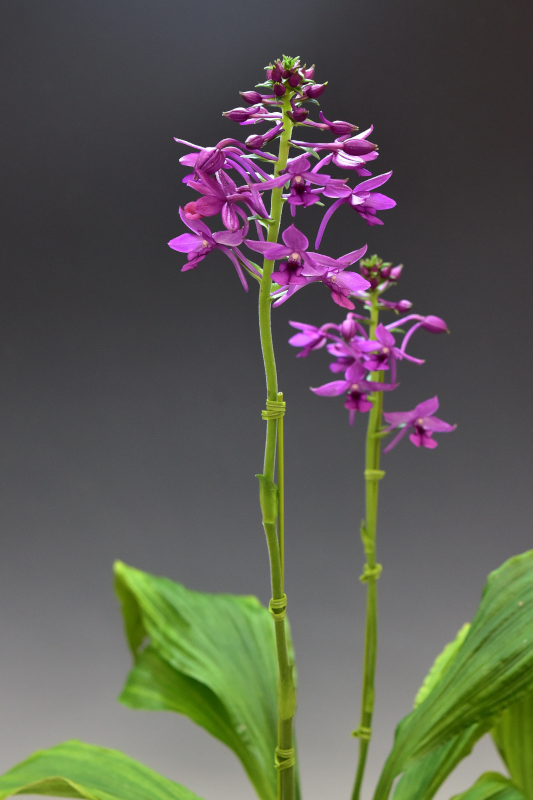 Calanthe okinawensis ‘紫鳳’(しほう)