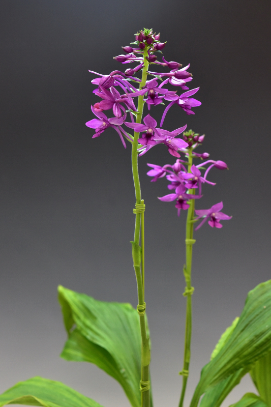 Calanthe okinawensis ‘紫鳳’(しほう)