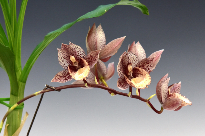 Catasetum Karen Armstrong ’SVO’ × Alexa ‘Good One’