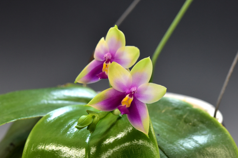 Phalaenopsis bellina