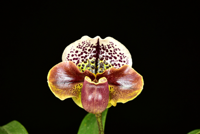 Paph. Mesmerized ‘Royal Phantom'