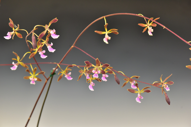 Encyclia andrichii