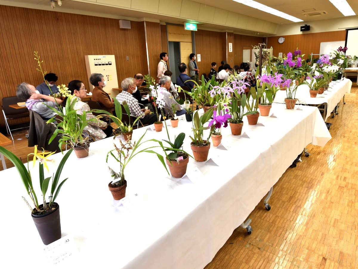 大型株展示