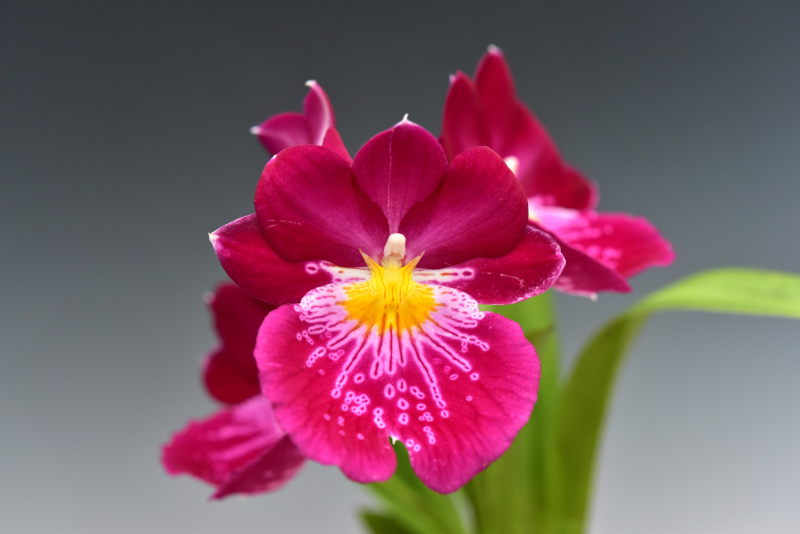 Masdevallia coccinea ‘Hillsview’