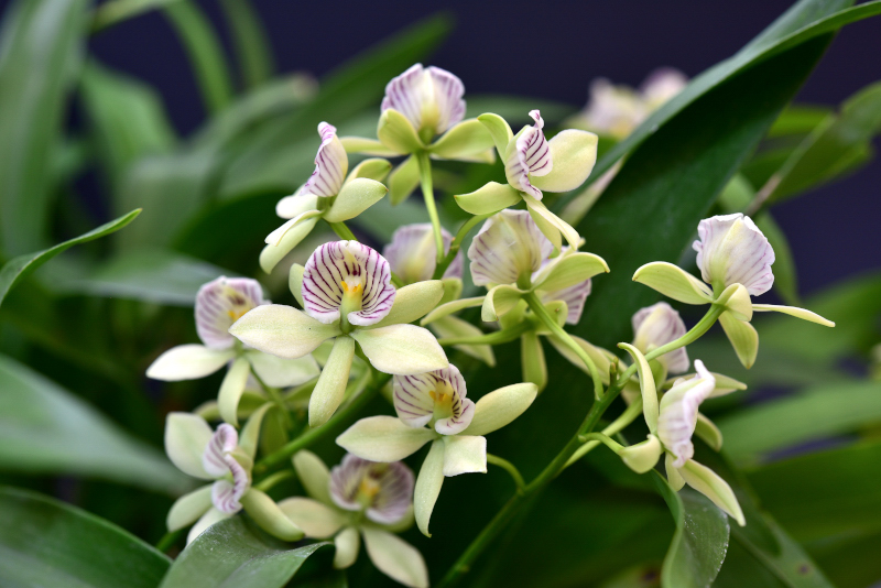 Dendrobium lineale