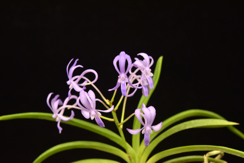 Vandachostylis Rainbow Stars