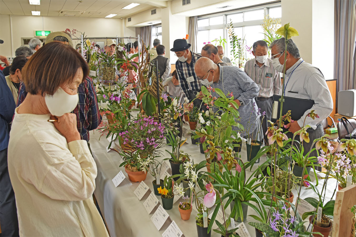 小型株を鑑賞する-2