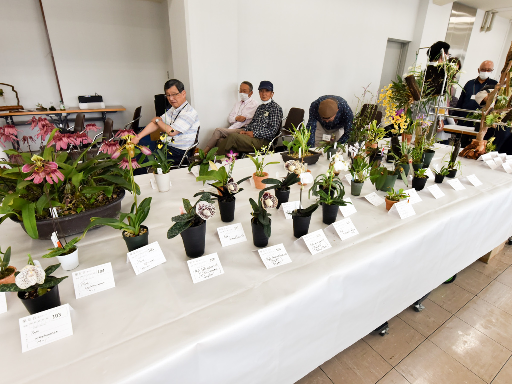 小型株展示コーナー