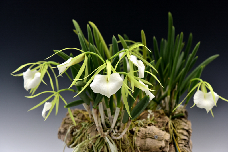 Brassavola nodosa'Grand Lip'