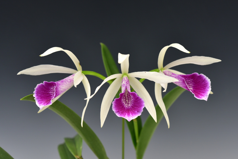 Brassocattleya Clear Stars