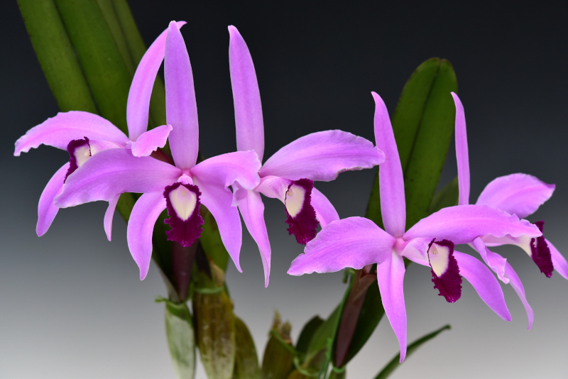 Cattleya perrinii 'Mei'