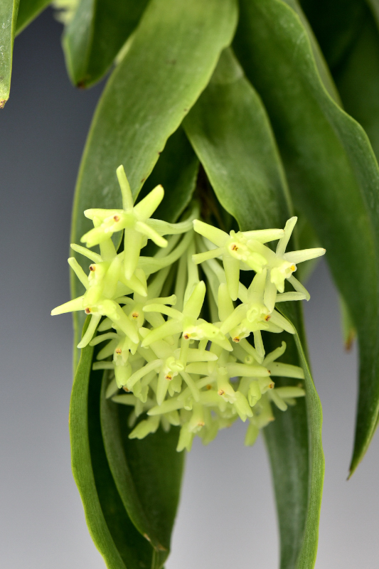 Epidendrum vesicatum