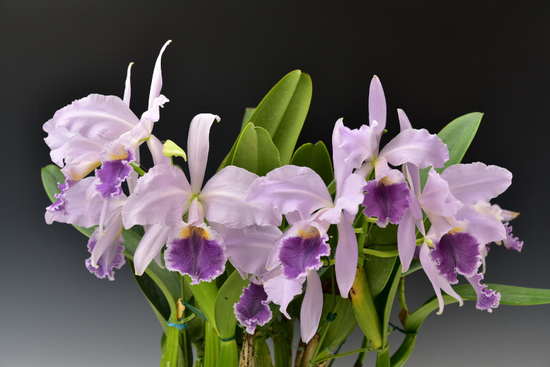 Cattleya labiata f. coerulea × sib