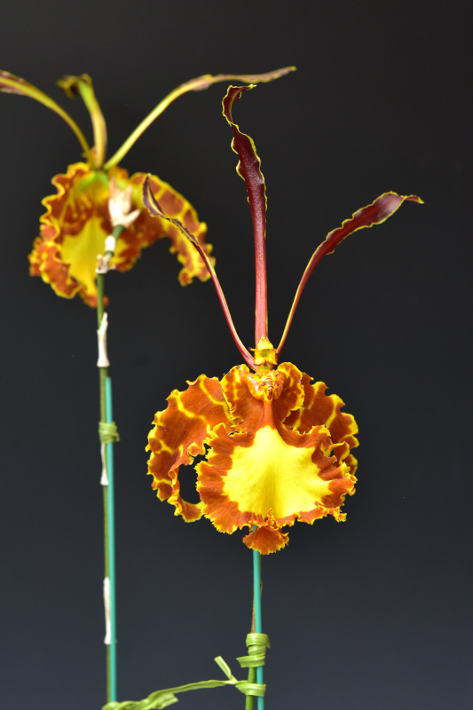 Psychopsis Mariposa 'Green Vally'