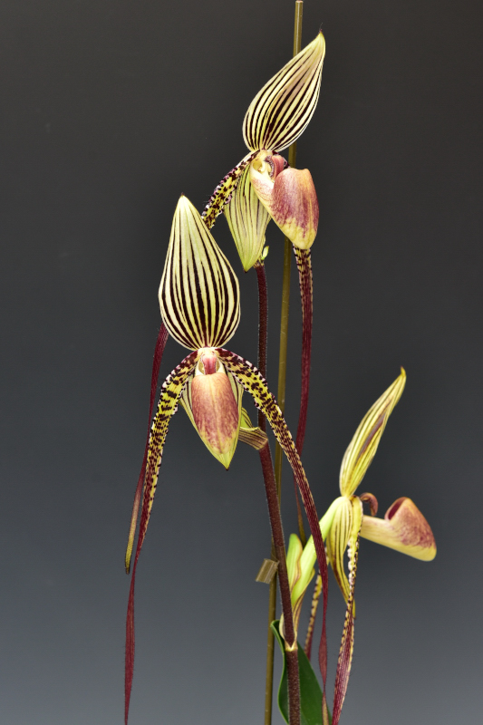 Paphiopedilum (rothschildianum 'Giant Wings' × Michael Koopowitz 'In-Cham')　