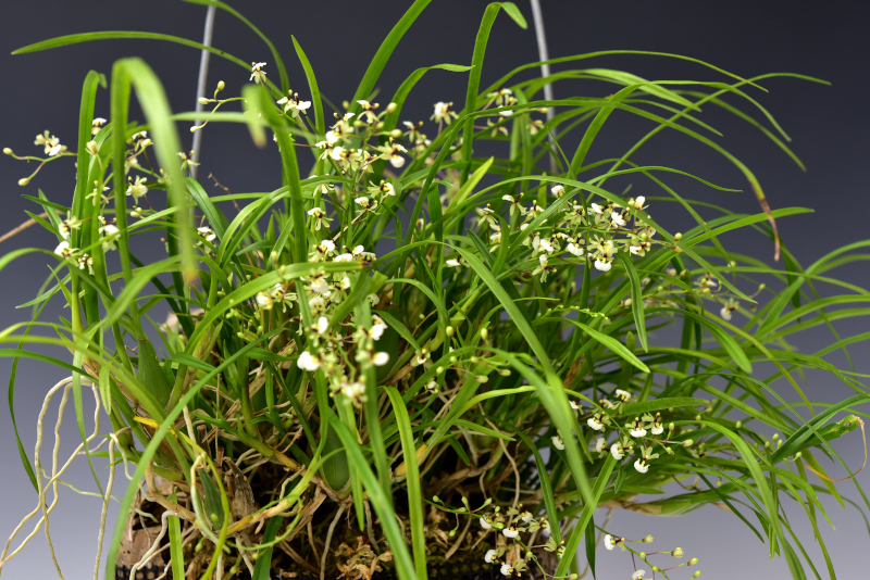 Gomesa radicans  (Rchb.f.) M.W.Chase & N.H.Williams, 2009