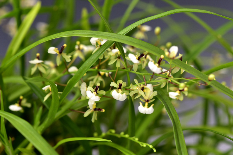 Gomesa radicans  (Rchb.f.) M.W.Chase & N.H.Williams, 2009