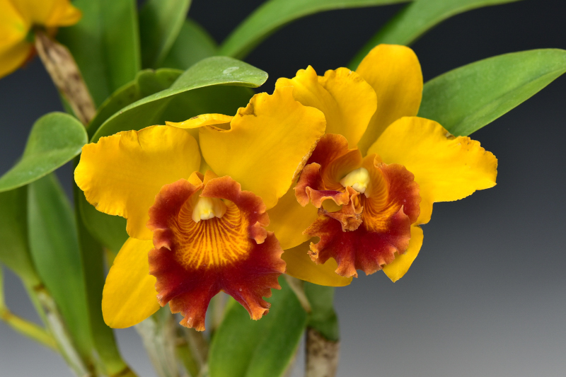 Rhyncholaeliocattleya (Karbela Beauty × Erin Kobayashi)