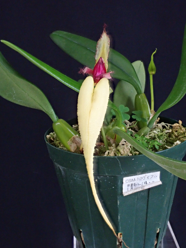 Bulbophyllum fascinator