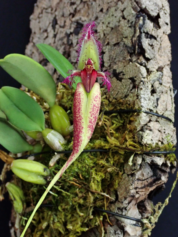 Bulbophyllum fascinator 
f.semialba ‘Southern Cross’ AM/JOS