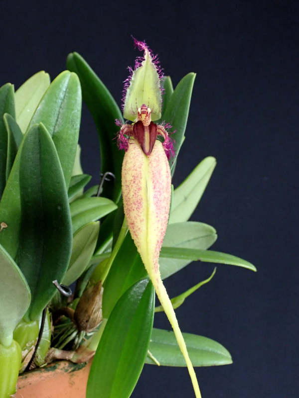 Bulbophyllum fascinator