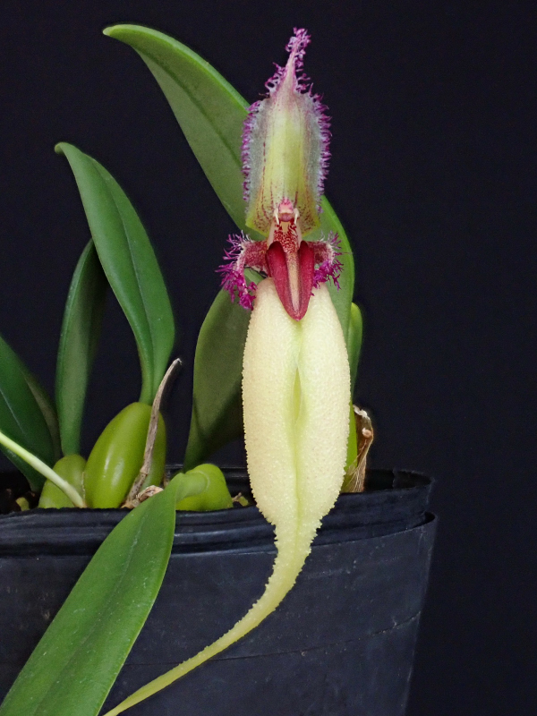 Bulbophyllum fascinator f.semialba × sib.