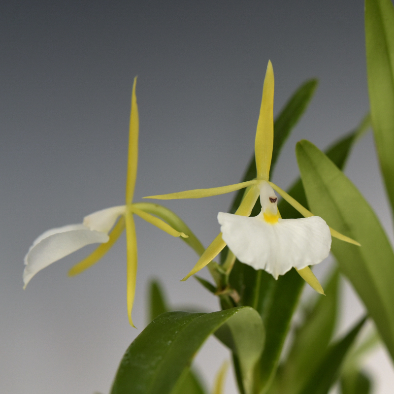 Epidendrum eburneum Rchb.f. 1867

