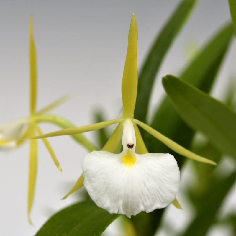 Epidendrum eburneum Rchb.f. 1867

