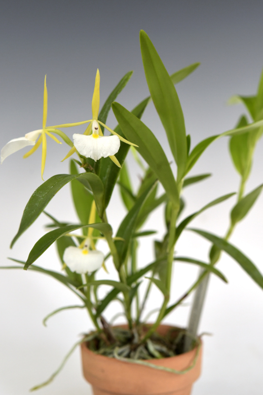 Epidendrum eburneum Rchb.f. 1867

