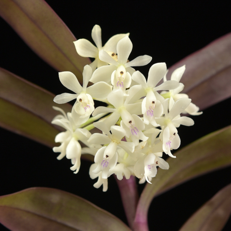 Epidendrum hugomedinae Hágsater & Dodson, 2004