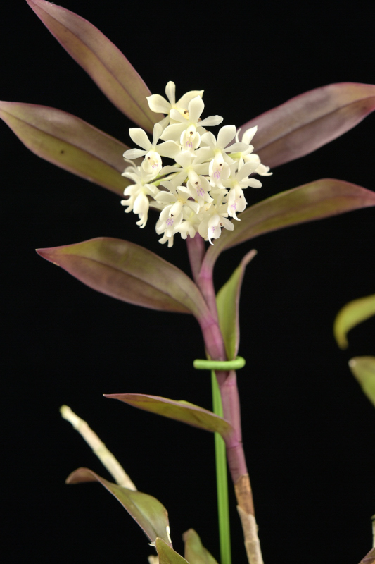 Epidendrum hugomedinae Hágsater & Dodson, 2004