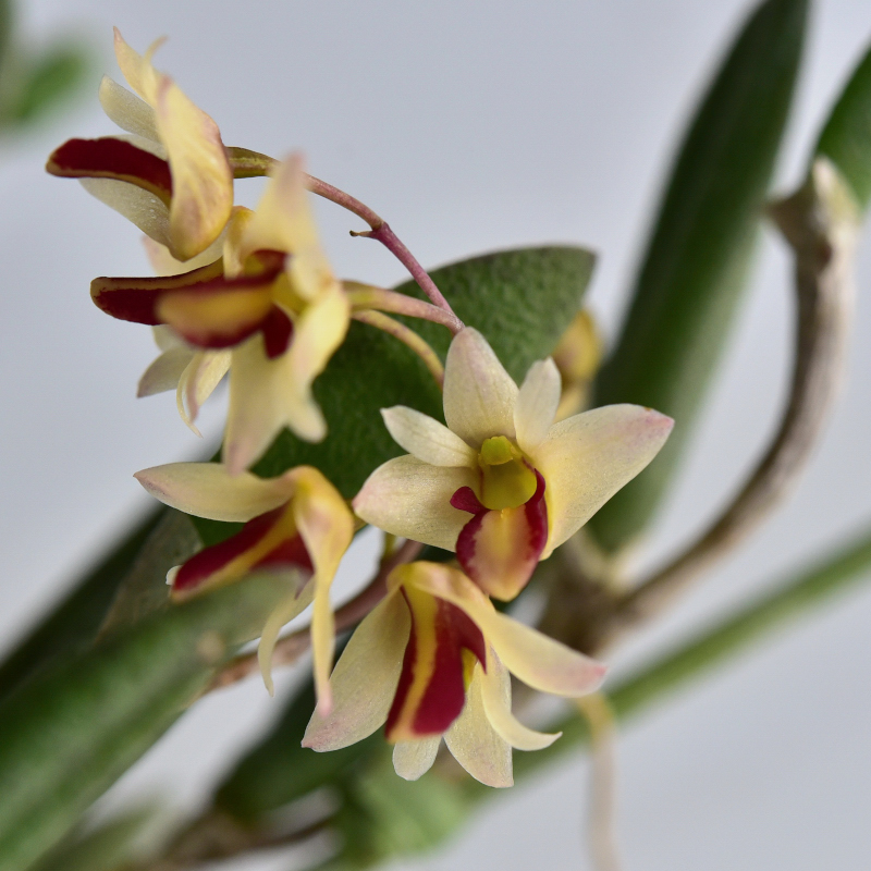 Dendrobium rigidum R.Br., Prodr. 333 (1810)