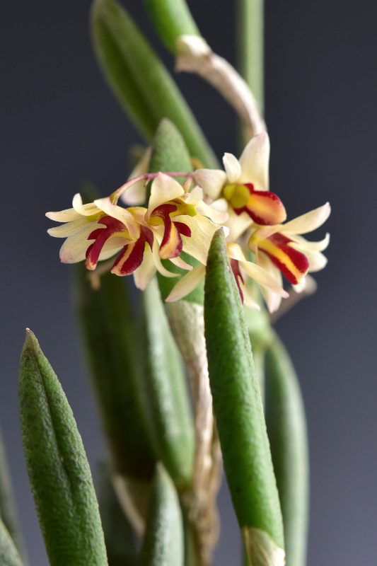 Dendrobium rigidum R.Br., Prodr. 333 (1810)