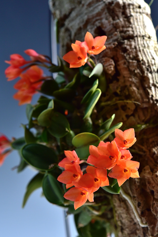 Cattleya cernua 'Orange Carrot'