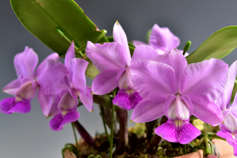 Cattleya walkeriana ('Canbara' × 'feitipo de Goias')