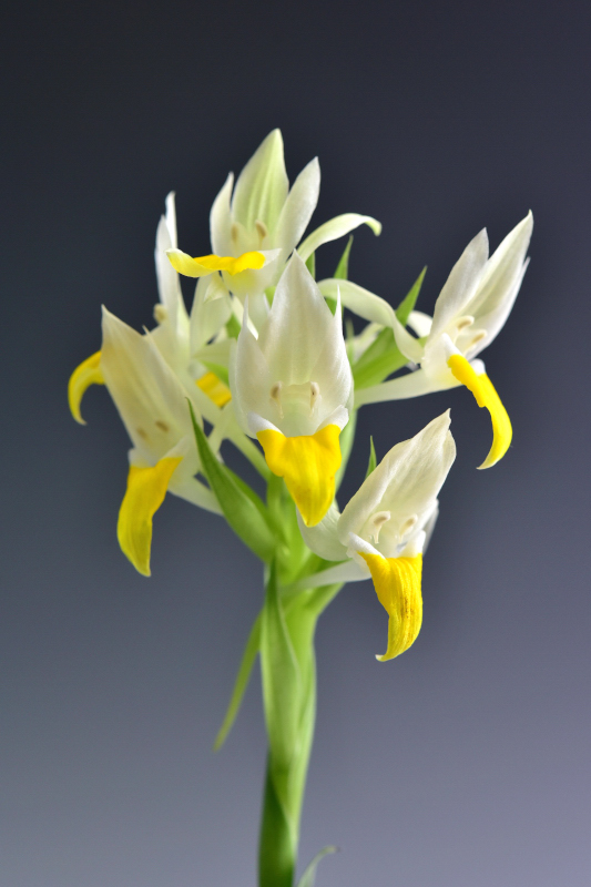 Pecteilis hawkesiana